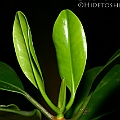 Ceriops tagal (Yellow Mangrove) コヒルギ in Centenary Lakes<br />Canon KDX (400D) + EFS60 F2.8 + SPEEDLITE 380EX